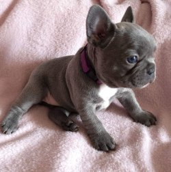 French Bulldog Yavrumuz 3