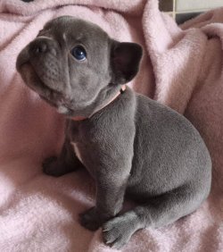 French Bulldog Yavrumuz 2