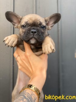 FRENCH BULLDOG YAVRUMUZ 1