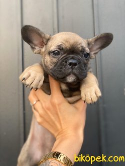 FRENCH BULLDOG YAVRUMUZ 2