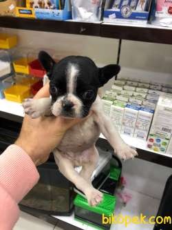 French Bulldog YENİ YAVRULARIMIZ 3