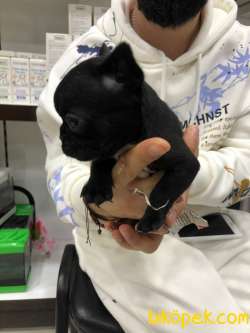 French Bulldog YENİ YAVRULARIMIZ 1
