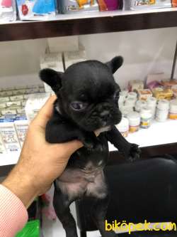 French Bulldog YENİ YAVRULARIMIZ 2