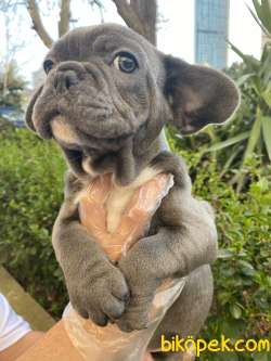 Frenchbulldog Gri Mavi Gözlü Orjinal Safkan Kaliteli Yavrular 3