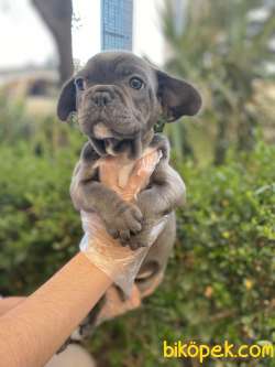 Frenchbulldog Gri Mavi Gözlü Orjinal Safkan Kaliteli Yavrular 2