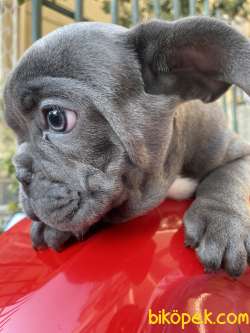 Frenchbulldog Gri Mavi Gözlü Orjinal Safkan Kaliteli Yavrular 4