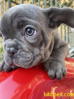 Frenchbulldog Gri Mavi Gözlü Orjinal Safkan Kaliteli Yavrular 1