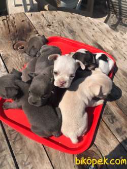 #frenchh Buldoog #platınum #bluee #siyah, Beyaz 2