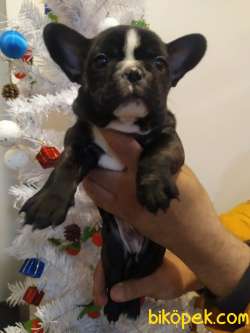 FRENLER BULLDOG YAVRULAR 4