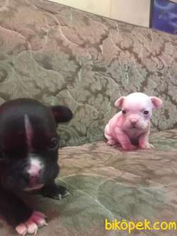 FRENLER BULLDOG YAVRULAR 2