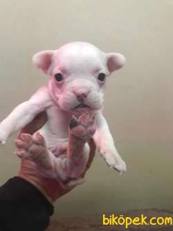 FRENLER BULLDOG YAVRULAR 1