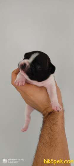 FRENLER BULLDOG YAVRULAR 2