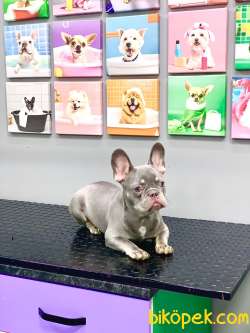 FULL AŞILI KARNELİ LİLAK TAN ERKEK FRENCH BULLDOG 3