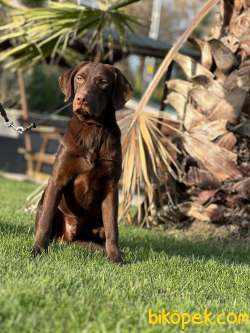 FULL EĞİTİMLİ LABRADOR RETRİEVER 5
