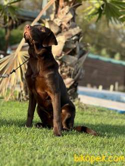 FULL EĞİTİMLİ LABRADOR RETRİEVER 4