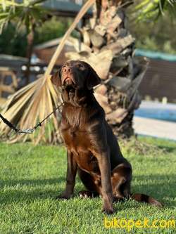 FULL EĞİTİMLİ LABRADOR RETRİEVER 3