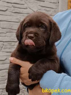SECERELİ MUHTESEM LABRADOR RETRİEVER 1
