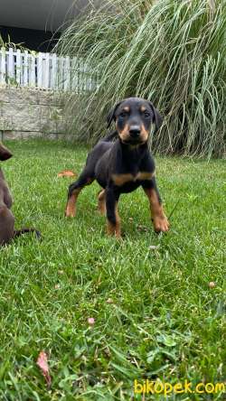 RUHSATLI KÖPEK ÇİFTLİĞİNDEN DOBERMAN YAVRULARI