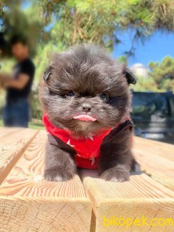Geçeni  Siyahi Black Bear 2