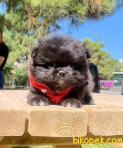 Geçeni  Siyahi Black Bear 3