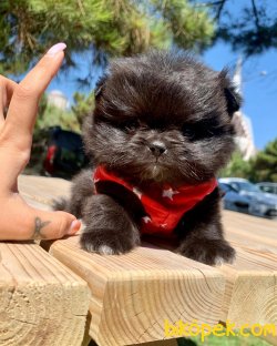 Geçeni  Siyahi Black Bear 1