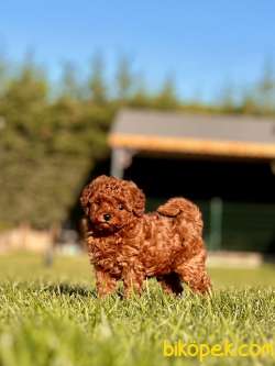 Geleceğin Efsanesi Red Brown Toy Poodle