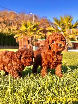 Geleceğin Efsanesi Red Brown Toy Poodle