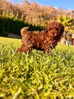 Geleceğin Efsanesi Red Brown Toy Poodle 3