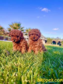 Geleceğin Efsanesi Red Brown Toy Poodle 4