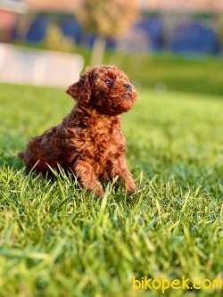 Geleceğin Efsanesi Red Brown Toy Poodle 5