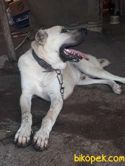 Genç Kangal 3