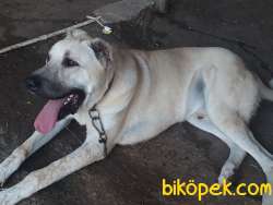 Genç Kangal 1
