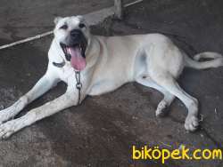 Genç Kangal 2
