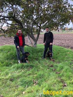 Genc Macar Rottweiler 3