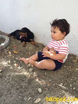 Genc Macar Rottweiler 2