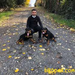 Genc Macar Rottweiler 1