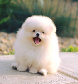 GERÇEK BEYAZ BOO DOG POMERANİAN AYI SURAT 2