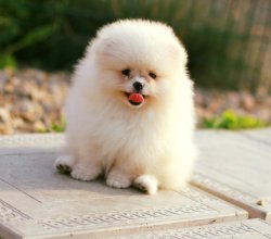 GERÇEK BEYAZ BOO DOG POMERANİAN AYI SURAT 3