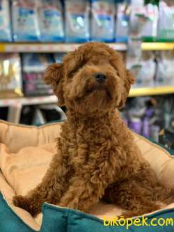 GERÇEK BİR TOY POODLE ERKEK 6 AYLIK