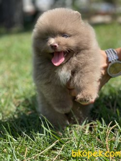 Gerçek Boo Pomeranian Yavrulr Secereli 2