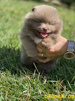 Gerçek Boo Pomeranian Yavrulr Secereli 3