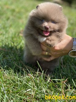 Gerçek Boo Pomeranian Yavrulr Secereli 4