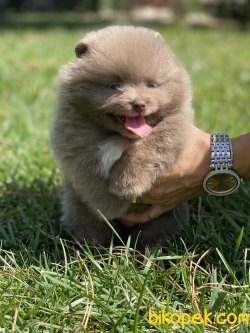 Gerçek Boo Pomeranian Yavrulr Secereli 1
