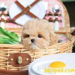 GERCEK KORE MALTIPOO BEBEKLERIM 3