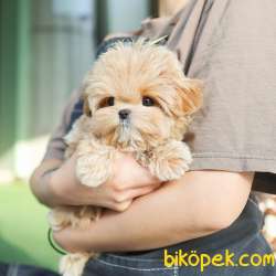 GERCEK KORE MALTIPOO BEBEKLERIM 2