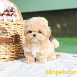 GERCEK KORE MALTIPOO BEBEKLERIM 4