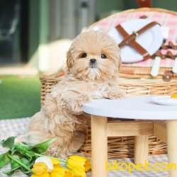 GERCEK KORE MALTIPOO BEBEKLERIM 1