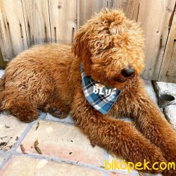 Gerçek Labradoodle Bebekler Türkiyede Nadir Irk 2