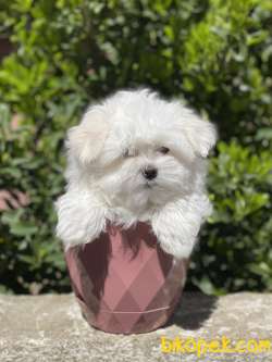 Gerçek Maltese Denizpetshop (ömür Plaza) 2