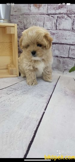 Gerçek Maltipoo Yavrularımız Orjinal Antialerjik 2